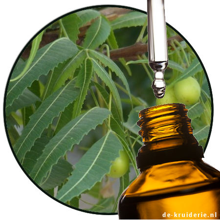 Neem Tulsi parfumolie
