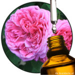 Rose Bulgarisch (PO)