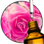 Rose Wardia® BASE (Firmenich)