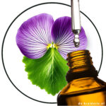 Viooltjesblad-etherischeolie