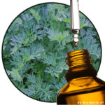 Absinthe Wormwood (EO)