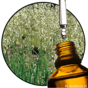 alpine sweetgrass etherische olie