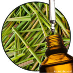 Citronella Java (EO)