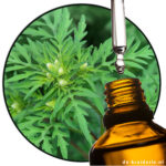 davana Artemisia pallens etherische olie