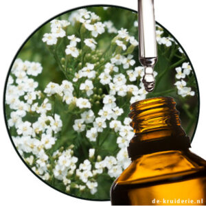duizendblad yarrow etherische olie