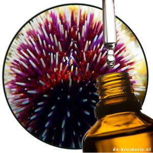 echinus zee egel absolue