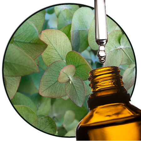 Eucalyptus (NI)