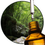 Fougère Vert / Green Fern BASE