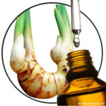 galangal Alpina essential oil