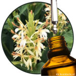 Ingwerlilie spitz (EO)