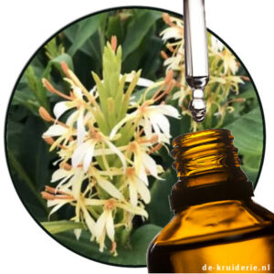 gingerlily essential oil kapoor