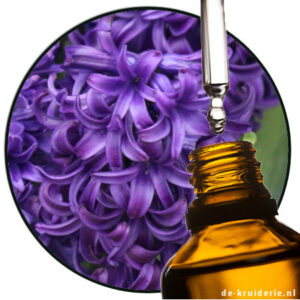 hyacinth absolute