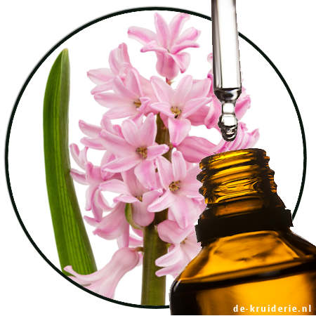 hyacinth perfume oil