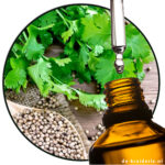 koriander-etherischeolie