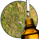 manuka etherische olie