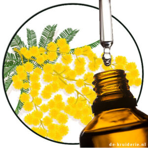 mimosa perfume oil