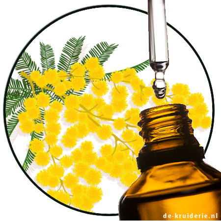 mimosa perfume oil
