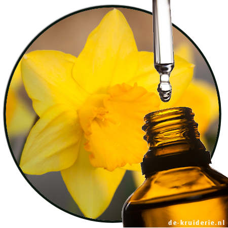 narcis parfumolie Daffodil (PO) - Image 1