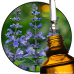 Sclareolate (Firmenich) AC