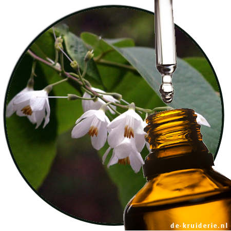 styrax parfumolie