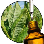 tabaksblad parfumolie