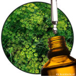 Fennel bitter (EO)