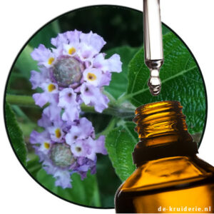 verbena lippia alba etherische olie