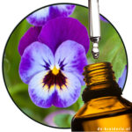 Violettes Parfümöl
