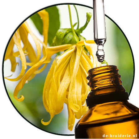 Ylang Ylang (PO)