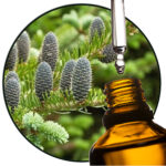 Canadian Silver Fir (EO)