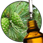 Siberian Silver Fir (EO)