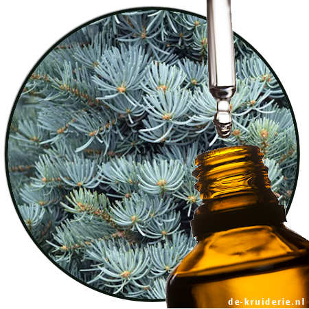 zilverspar witte etherische olie - white fir essential oil