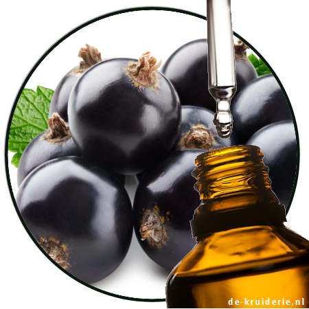 zwarte bessen black currant parfumolie