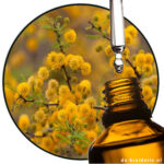 Acacia sweet (Cassie flower) EO