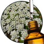 Ajowan - Trachyspermum ammi - etherische olie