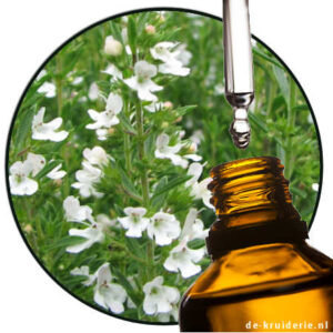 Bergbonenkruid Satureja montana etherische olie