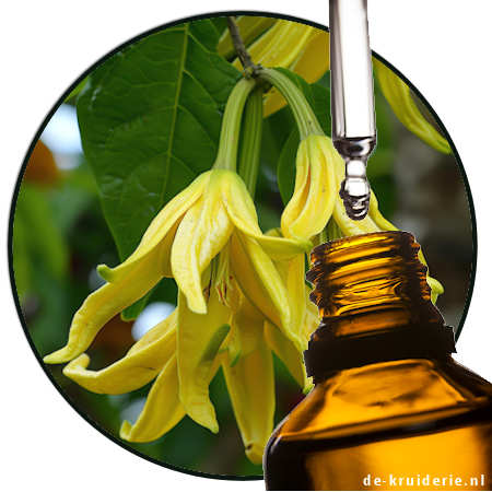 Cananga (var. macrophylla) EO