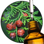 Cypress Japanese (Hinoki) EO