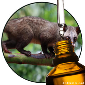 Civettal - TetraHydroParaMethylQuinoline