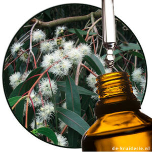 Eucalyptus Macarthurrii - Camden woollybutt - etherische olie