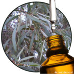 Eucalyptus POlybractea - Blauwe Mallee Etherische olie