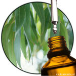 Eucalyptus Smithii / Gully Gum EO