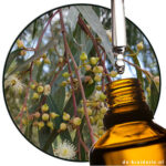 Eucalyptus camaldulensis - Rode gomboom - etherische olie