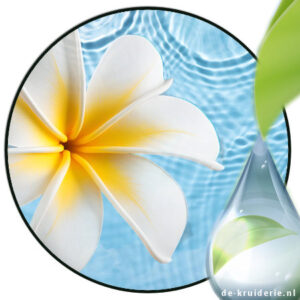 Frangipani Hydrolaat