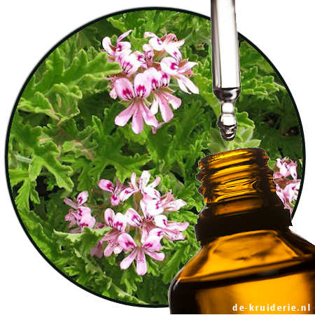 Geranium Bourbon (Rosengeranie) EO