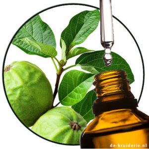 Guave blad Psidium Guajava Etherische olie