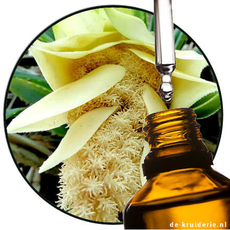Kewda Pandanus odoratissimus Etherische olie