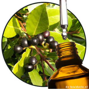 Laurierbes Laurus nobilis Etherische olie