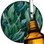 Laurierblad Laurus nobilis Etherische olie