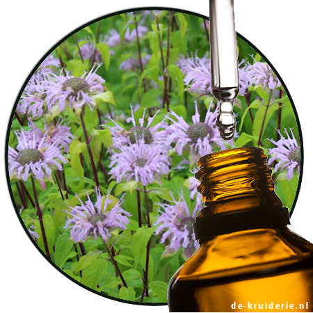 Monarda Wilde Bergamot Etherische olie